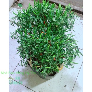 Bụi Ớt Hiểm Nhiều Trái