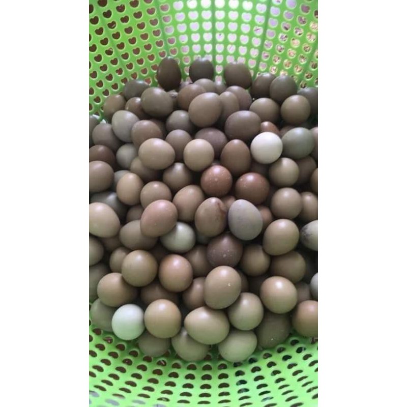 Trứng chim trĩ đỏ nhà nuôi 10 trứng | BigBuy360 - bigbuy360.vn