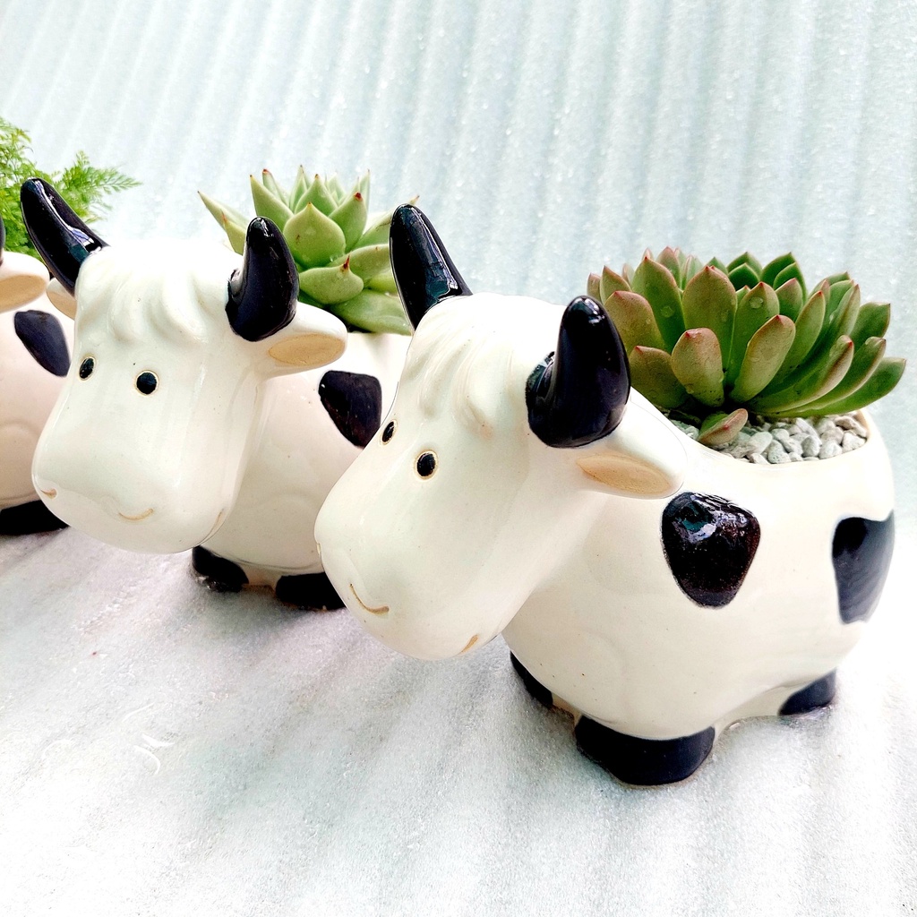 Chậu men, Chậu sen đá - Bò sữa lớn vui vẻ cười, miệng chậu 10cm, chiều cao 17cm