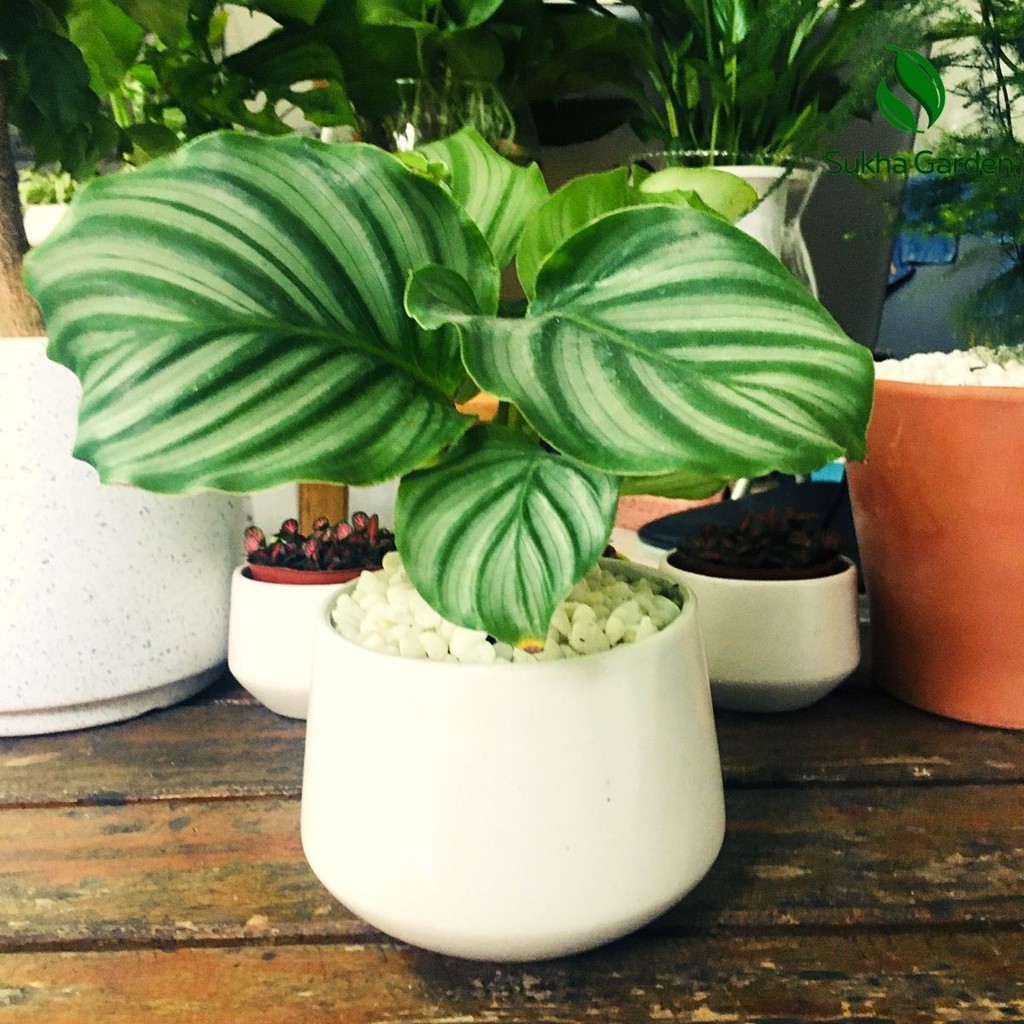 Cây Đuôi Công Táo, Đuôi công xanh Calathea Medallion để bàn kèm chậu gốm tráng men