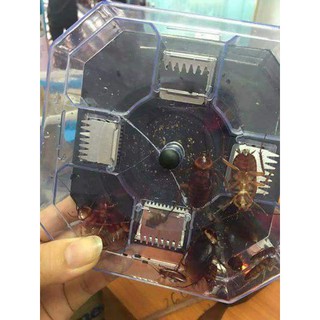 Máy bắt gián tự động