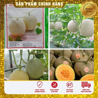 HẠT GIỐNG DƯA LƯỚI XANH RUỘT VÀNG