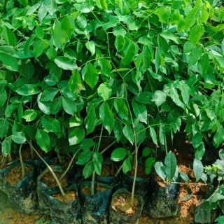 Cây gỗ giáng hương cao 1m-1,2m giống