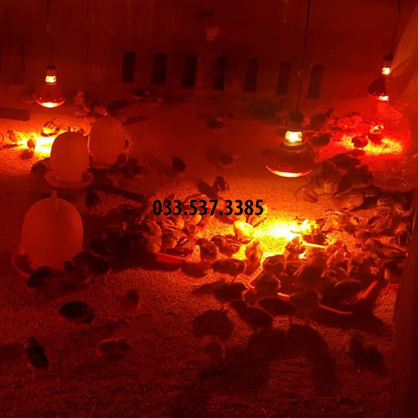 Đèn úm gà, úm gà đèn hồng ngoại chất lượng cao