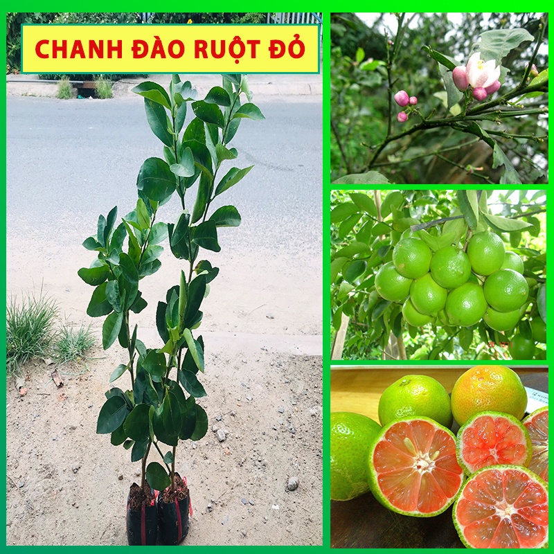 Cây Chanh Đào ruột đỏ ,cây giống Chanh Đào ruột đỏ kèm bầu đất cai từ 30-50cm cho mọng nước to tròn