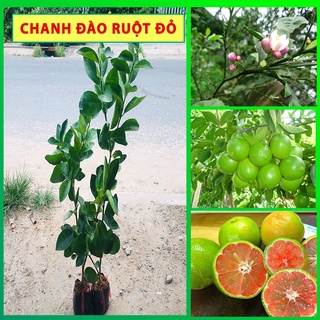Cây Chanh Đào ruột đỏ ,cây giống Chanh Đào ruột đỏ kèm bầu đất cai từ 30-50cm cho mọng nước to tròn