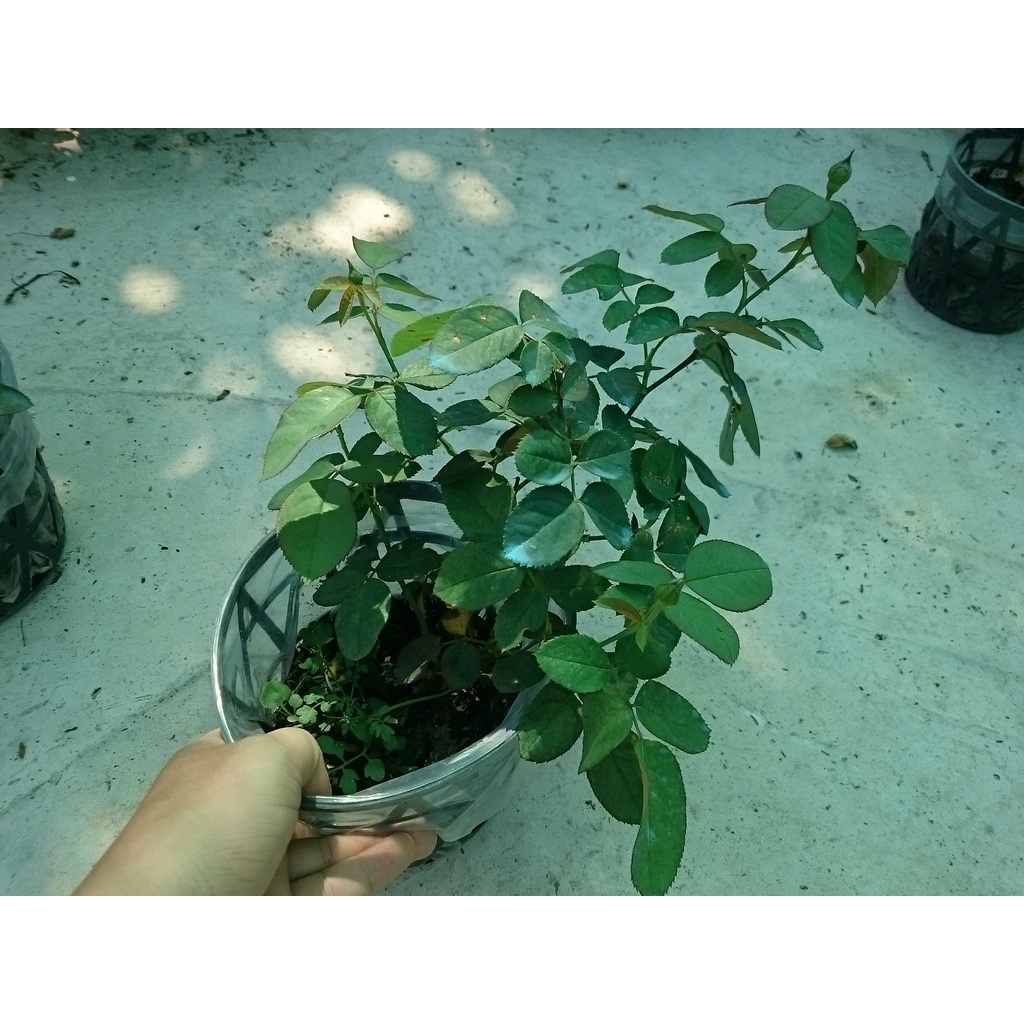 Cây Hoa Hồng Lửa - cây cảnh để bàn - caykiengsadec