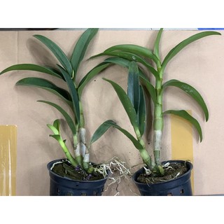 Đenro Banana/ chuối thơm