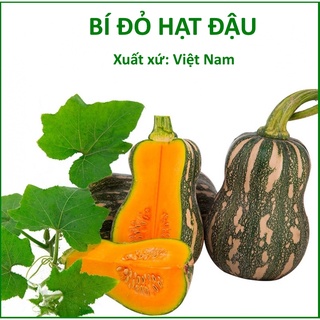 Hạt giống bí đỏ hạt đậu