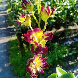 Dendro hoa hồng cây giống