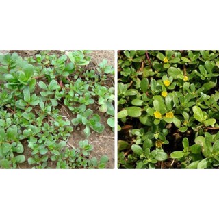 1GR - HẠT GIỐNG RAU SAM