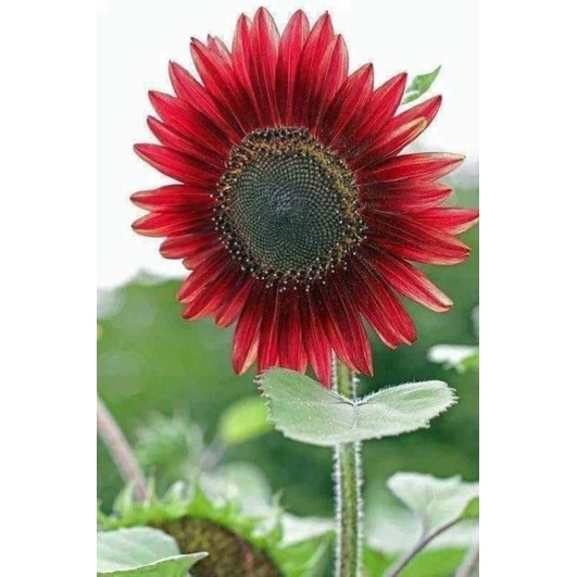 Hạt giống hoa Hướng Dương Đỏ - gói 100 hạt