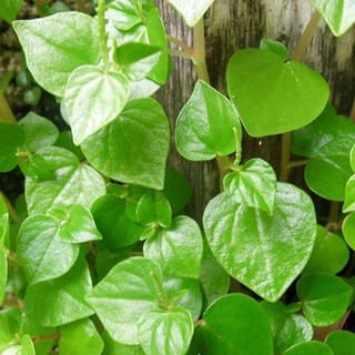 Hạt Giống Rau Càng Cua (0.5g)
