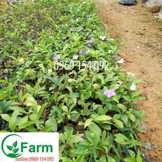 cây hoa nhài nhật loại bầu ươm