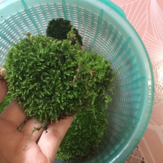 Rêu ươm sẵn