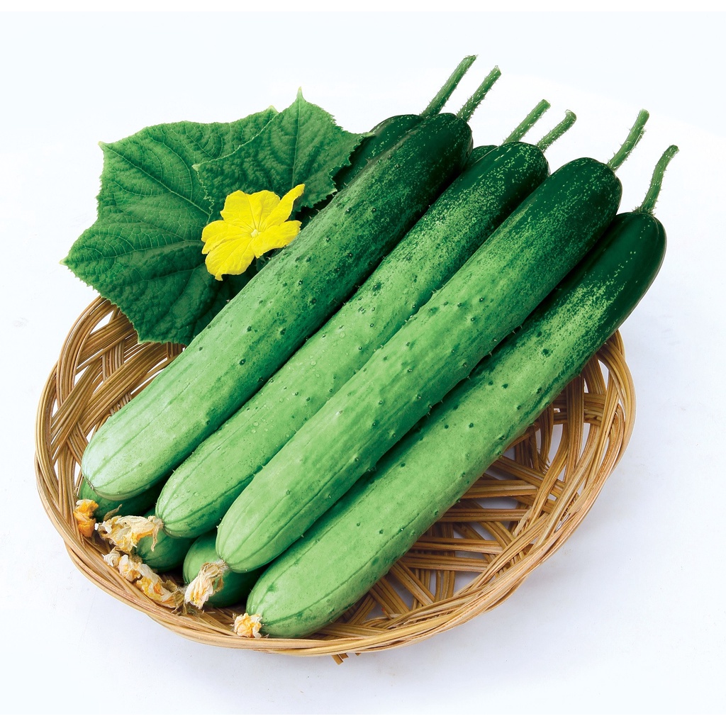 [SEEDS] DƯA LEO NẾP [NHẬP HÀN QUỐC]