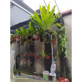 tổ quạ, lan phi điệp