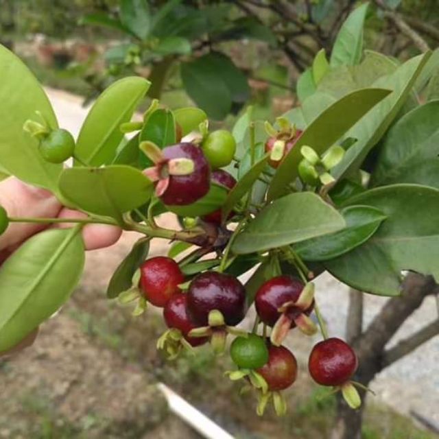 CÂY CHERRY - CÂY GIỐNG CHUẨN