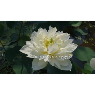 Củ sen màu trắng White Madiveles C-24
