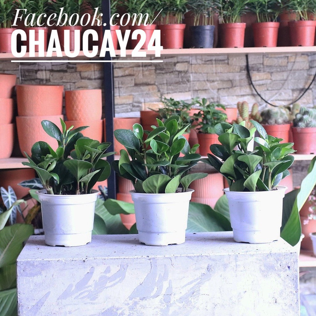 Cây Trường Sinh dùng trang trí nhà cửa, văn phòng, bàn làm việc,...