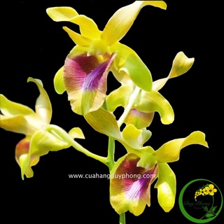 DENDRO NẮNG – LƯỠI BÒ VÀNG | Cây giống