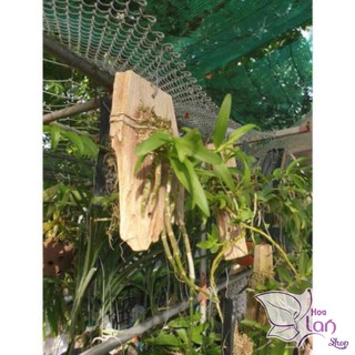 Lan trầm rừng hiếm thuần gỗ 3 năm