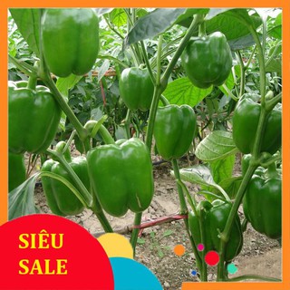 10 Hạt giống Ớt chuông mix (tặng gói Kích nẩy mầm và Hướng dẫn)