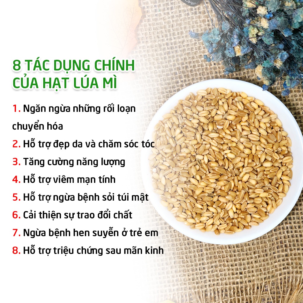 1Kg Hạt Giống Cỏ Lúa Mì, Cỏ Mèo, Không Biến Đổi Gen - Hỗ trợ tiêu hóa, Bổ sung chất xơ ☀️ Nông Sản Hani Food