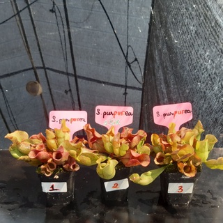 Cây Bắt Mồi,Cây Hố Bẫy-Sarracenia Purpurea tại Hắc Tê-ExoticGarden