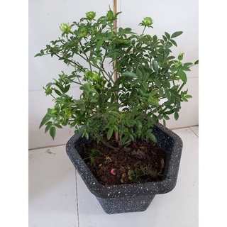 hoa hồng xanh