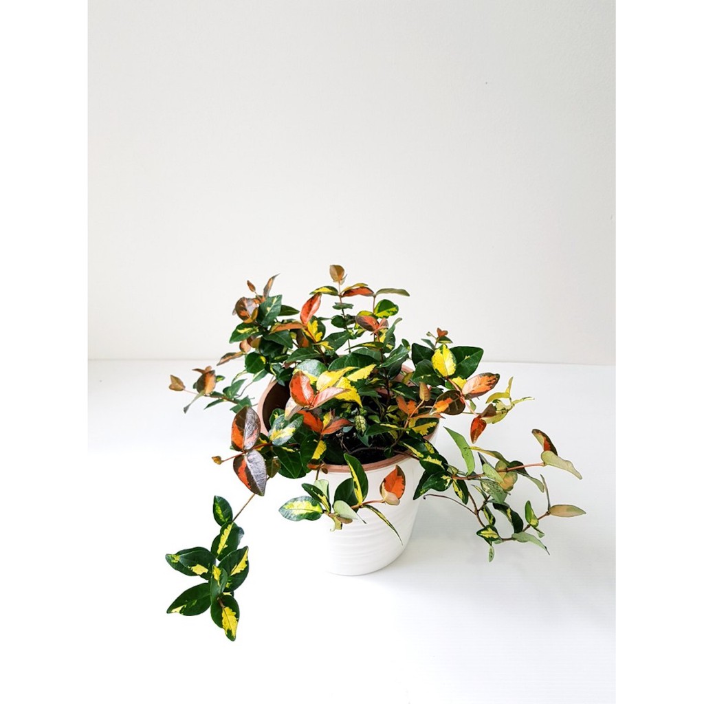 Cây Trachelospermum asiaticum Ogon Nishiki (Kim Diệp Lạc Thạch)