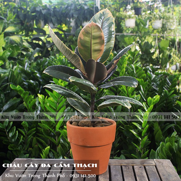 Chậu Cây Đa Cẩm Thạch