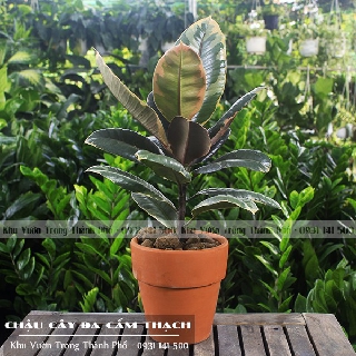 Chậu Cây Đa Cẩm Thạch