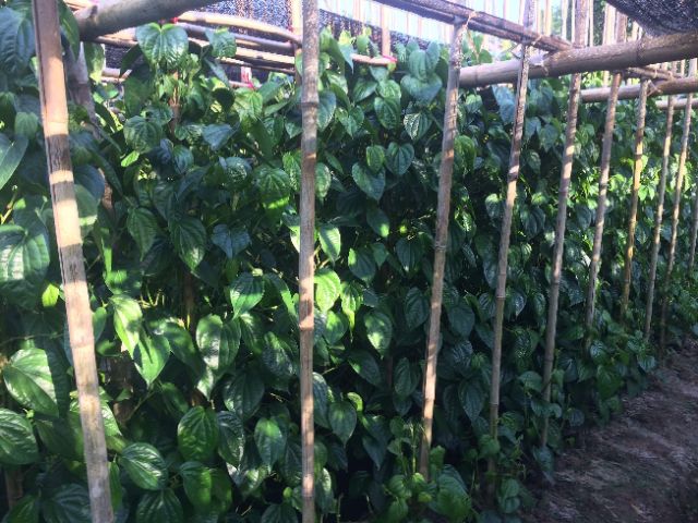 Hộp 50 túi lọc bột lá trầu không nguyên chất | BigBuy360 - bigbuy360.vn