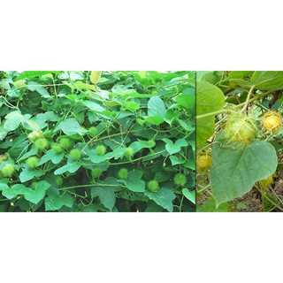 [Đặc sản Điện Biên] Cây lạc tiên (chùm bao) sấy khô
