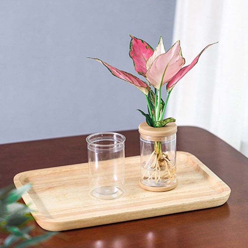 Chậu trồng cây thủy canh trong suốt thiết kế đơn giản