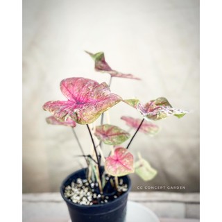 Môn Thái Đỏ Hồng