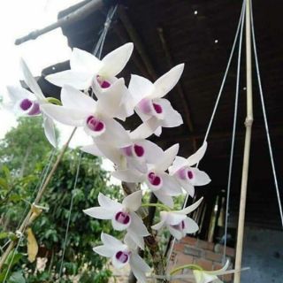 Com bo 5 loại lan thân thòng cây giống