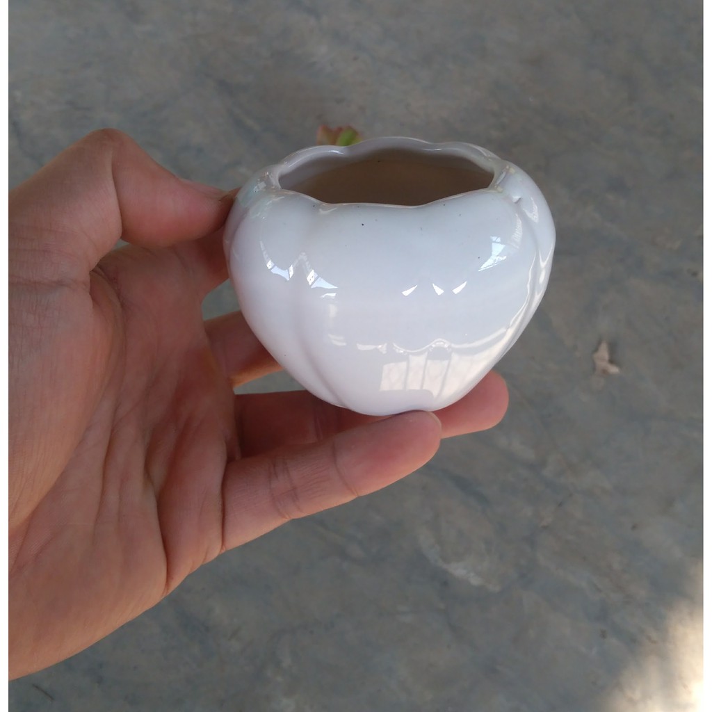 Chậu trồng cây cảnh mini: mẫu sứ tròn nhỏ