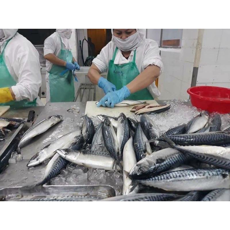 Cá SABA Nauy phi lê 500g.