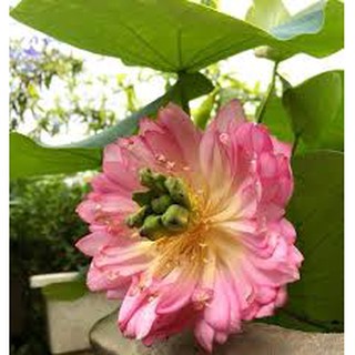 Hạt giống sen cung đình 8 hạt 8 màu