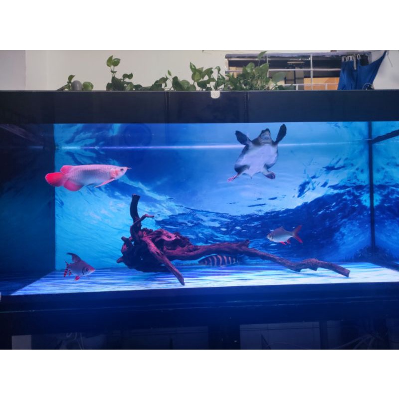 Đèn led 4 hàng bóng đỏ cá không đỏ nước