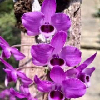 Trầm rừng tím, trầm 6 mắt, trầm mắt đỏ 100k/1 cây dài 15_25 cm