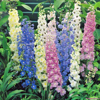 HẠT GIỐNG HOA PHI YẾN MIX ( VIOLET)