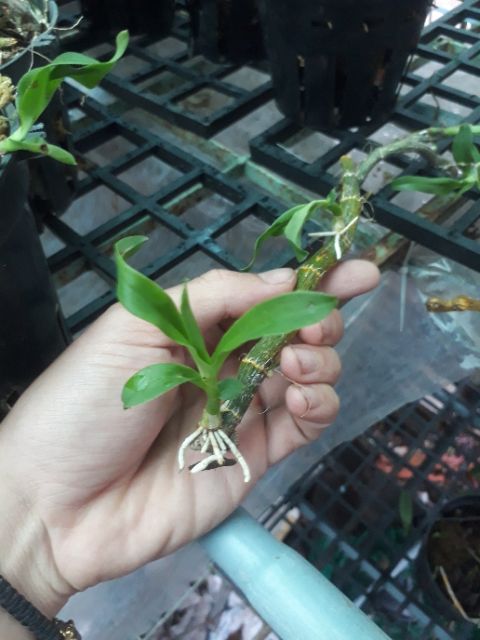 1 kie trầm tím rừng