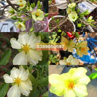 2 cây giống thanh mai (mai trắng xanh)