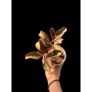 SEN ĐÁ ĐỎ HỌ SỐNG ĐỜI (Kalanchoe sexangularis)