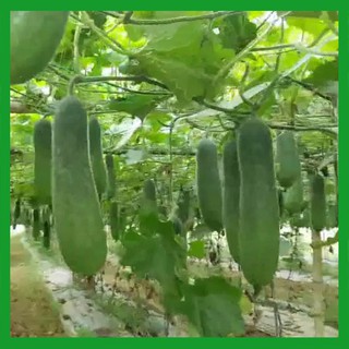Hạt giống Bí Đao