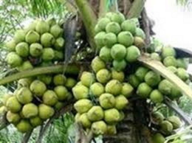 Cây dừa xiêm dây