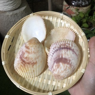 Vỏ ốc biển, vỏ ốc sò dương cỡ lớn và cỡ nhỏ